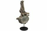 Apatosaurus Dorsal Vertebra With Stand - Colorado #113388-6